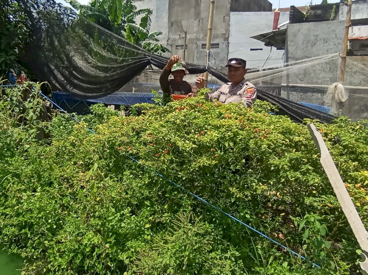 Anggota Sat Binmas Polresta Sidoarjo Apresiasi Warga Kembangkan Tanaman Cabai